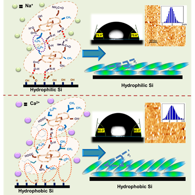 Fabrication of lysozyme bilayers in presence of ions can mimic biological protein absortion on inserted implants Indiawirenow.com