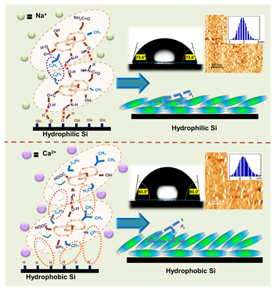 Fabrication of lysozyme bilayers in presence of ions can mimic biological protein absortion on inserted implants Indiawirenow.com