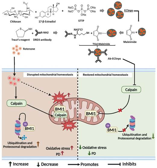 New nano-formulation may help bring safer treatment for Parkinson’s Patients Indiawirenow.com